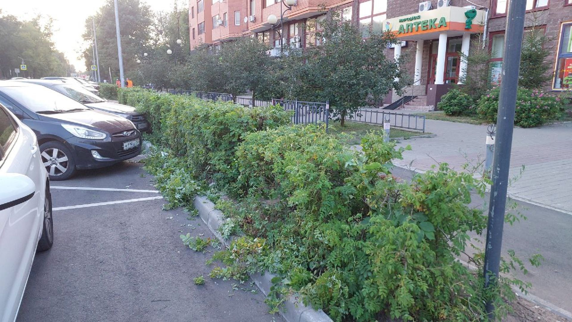 пушкино, обрезка деревьев, благоустройство, стрижка, жара,