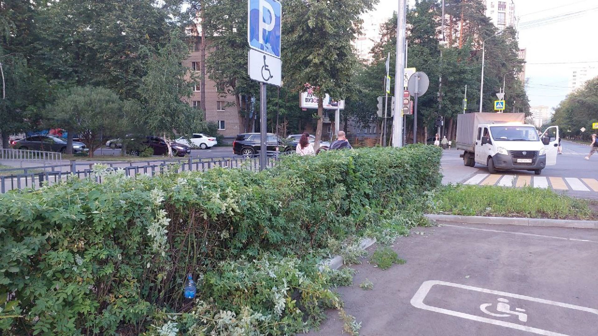 пушкино, обрезка деревьев, благоустройство, стрижка, жара,