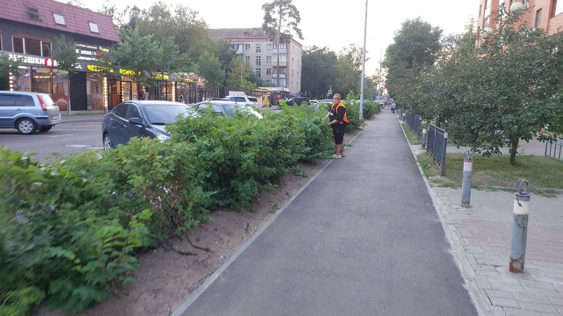 пушкино, обрезка деревьев, благоустройство, стрижка, жара,