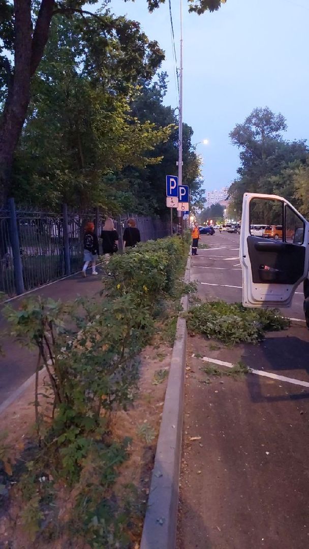 пушкино, обрезка деревьев, благоустройство, стрижка, жара,