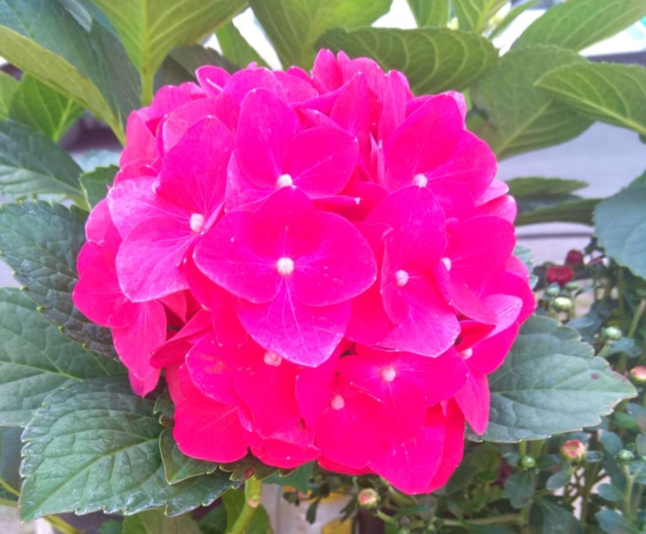 Звенигород, культура, Живопись,