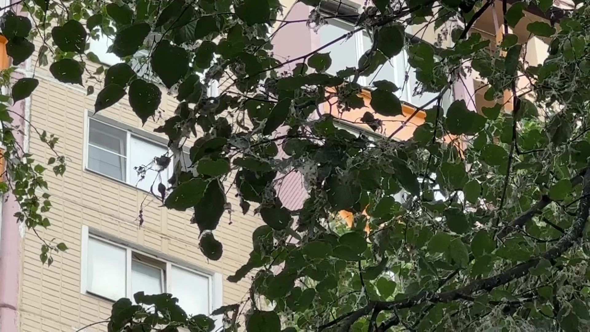 Реутов, тополиный пух, погода, жара, лето, снег летом,