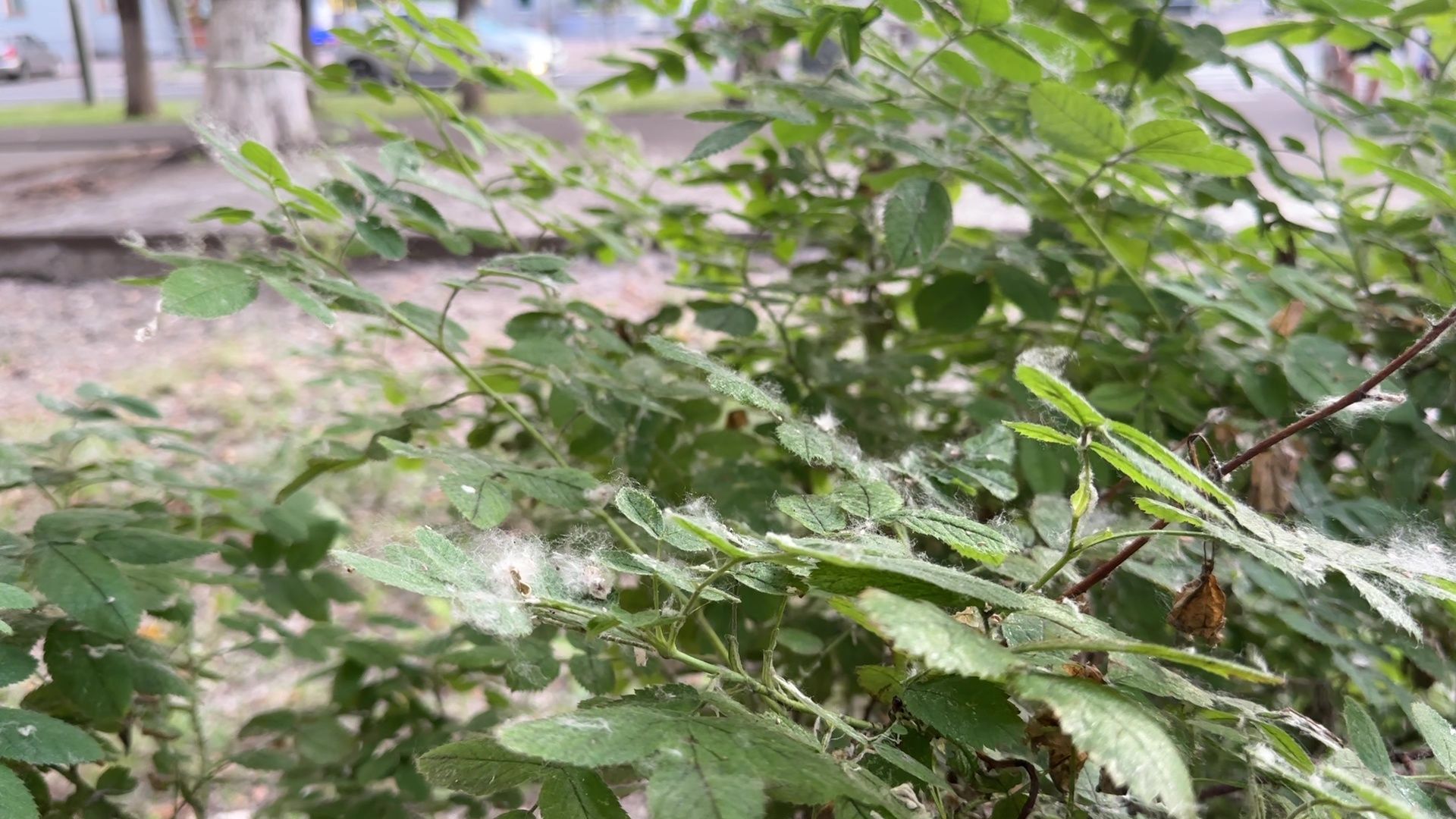 Реутов, тополиный пух, погода, жара, лето, снег летом,