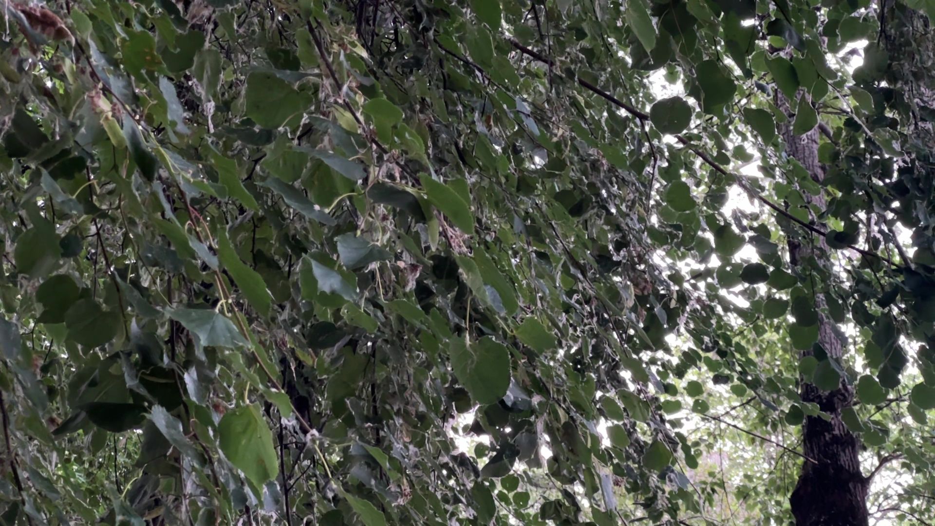 Реутов, тополиный пух, погода, жара, лето, снег летом,