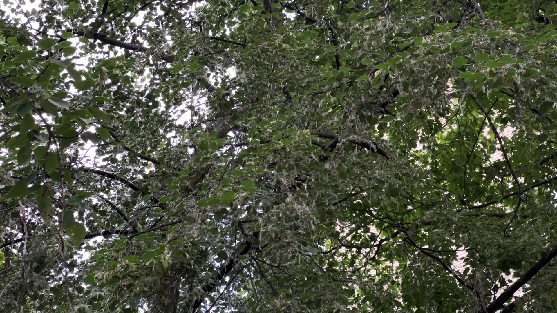 Реутов, тополиный пух, погода, жара, лето, снег летом,