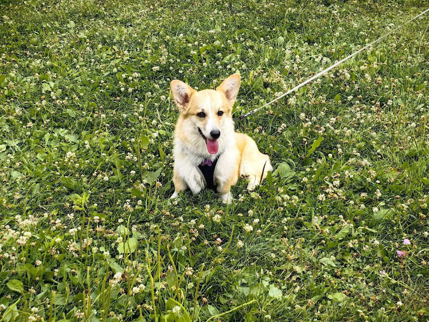 канистерапия, корги отряд, четвероногий друг, усадьба гребнево, фестиваль, щёлково,