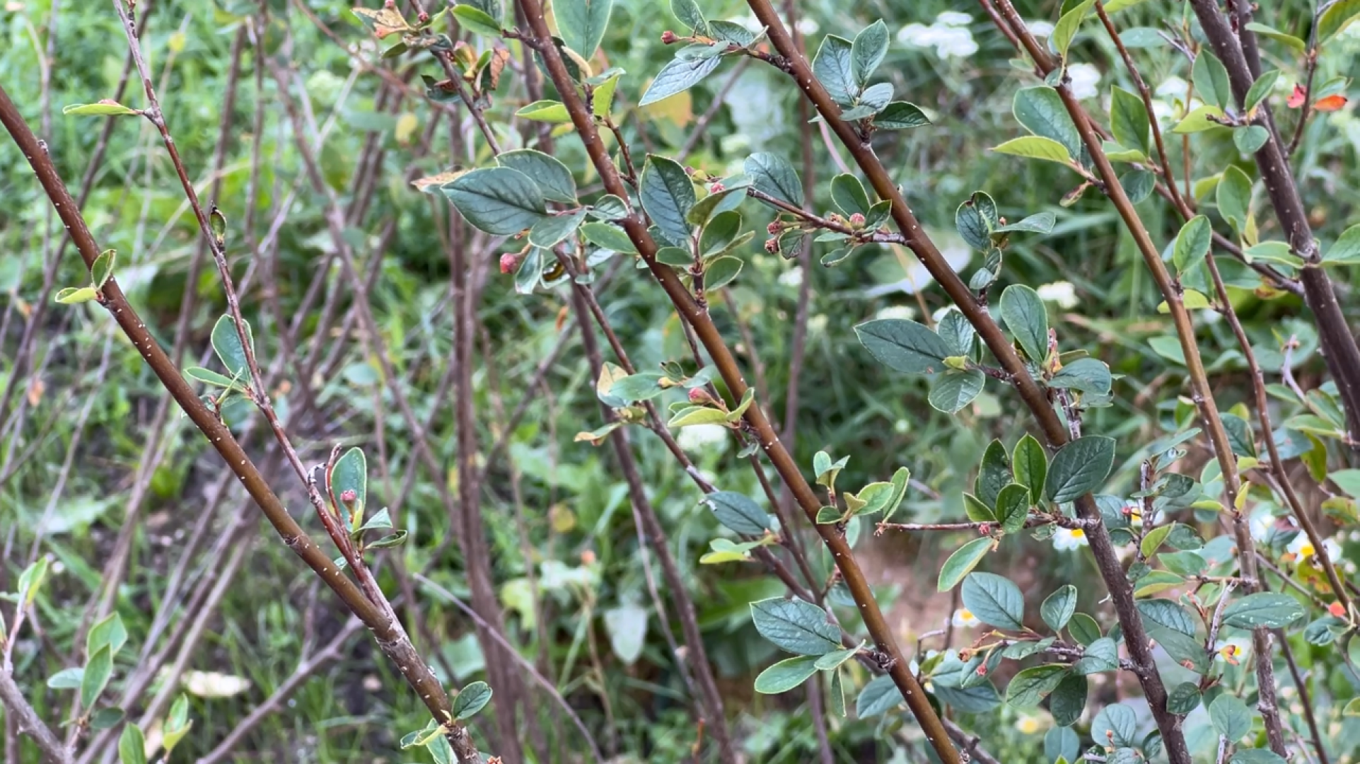 химки, благоустройство, благоустройство дворов, замена асфальта,