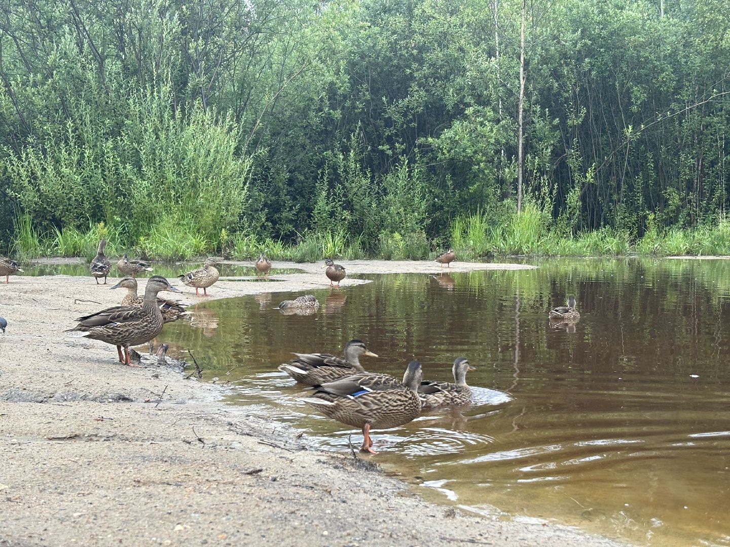 ольгинский лесопарк, корм для уток,