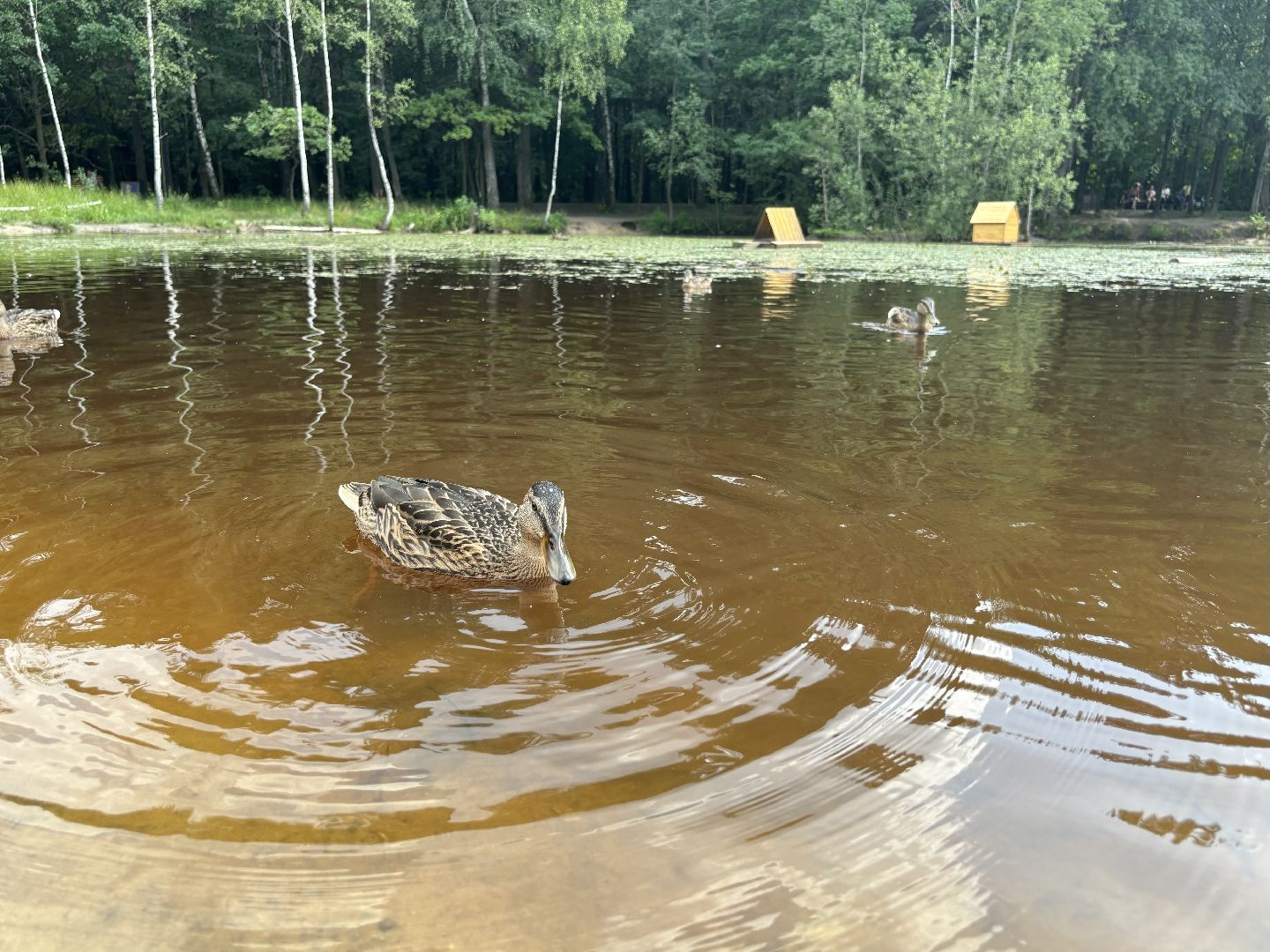 ольгинский лесопарк, корм для уток,