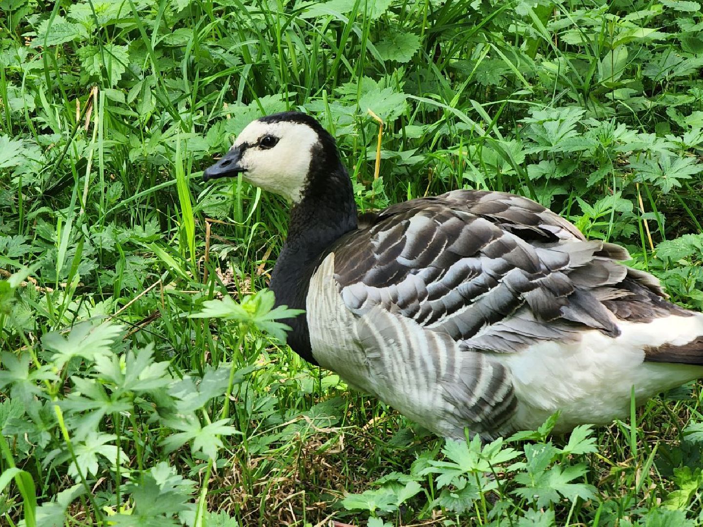 можайск, можайский городской округ, подмосковье, сафари-парк, краснокнижные животные, дикие животные, туризм, туристическое место,