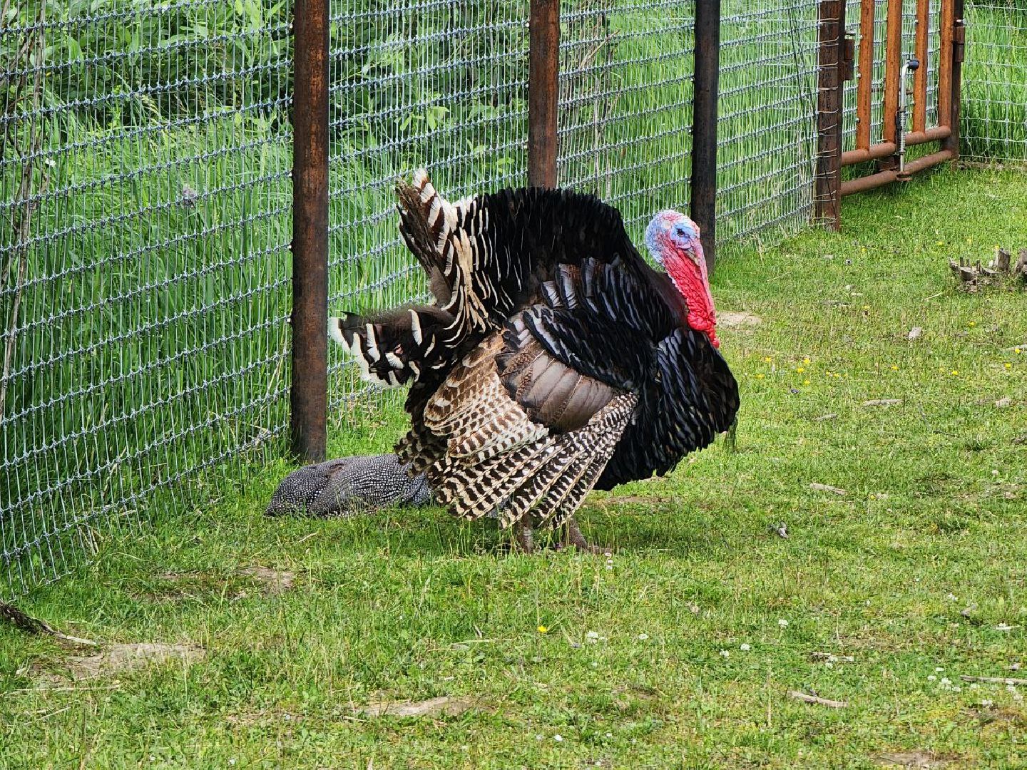 можайск, можайский городской округ, подмосковье, сафари-парк, краснокнижные животные, дикие животные, туризм, туристическое место,