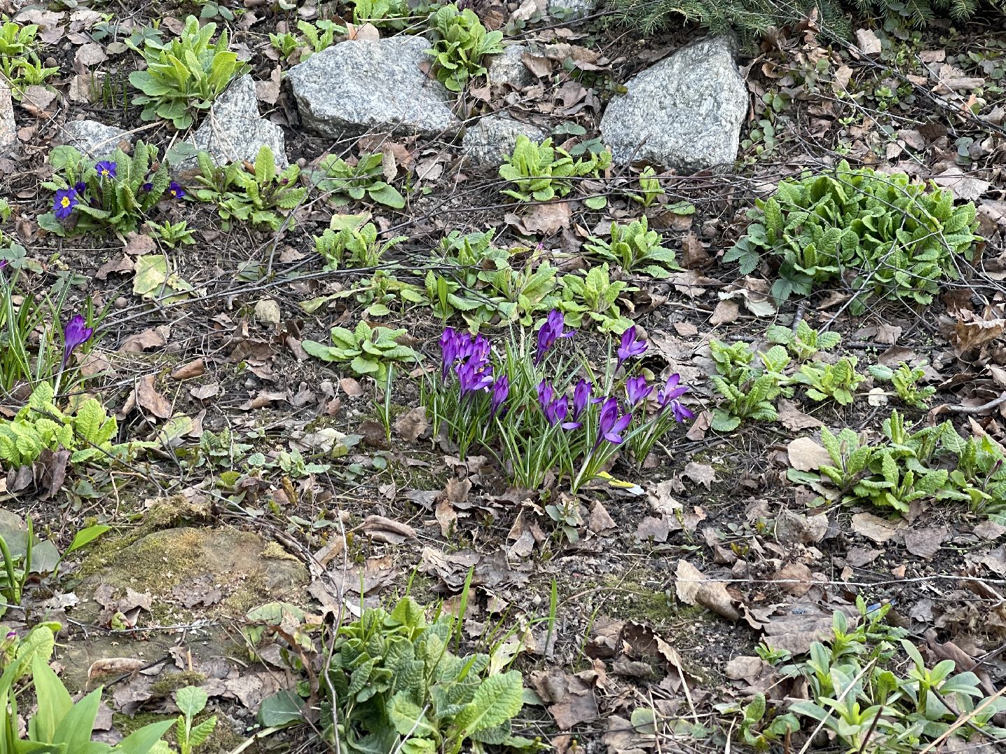 Весна, Одинцово, цветы, благоустройство, соседи, двор,