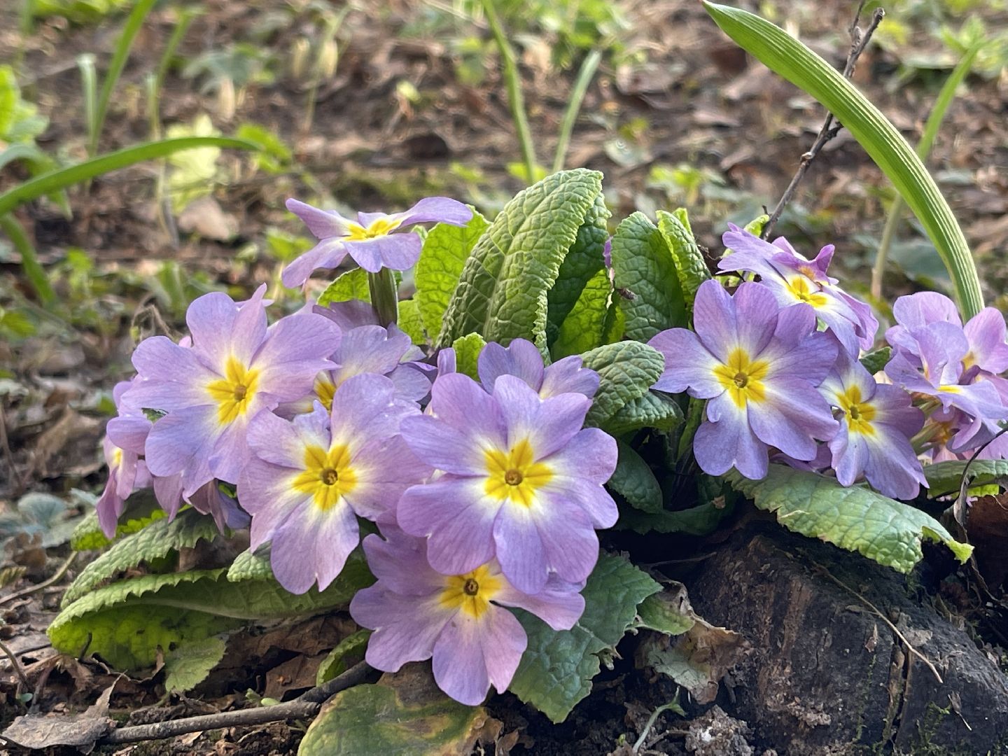 Весна, Одинцово, цветы, благоустройство, соседи, двор,