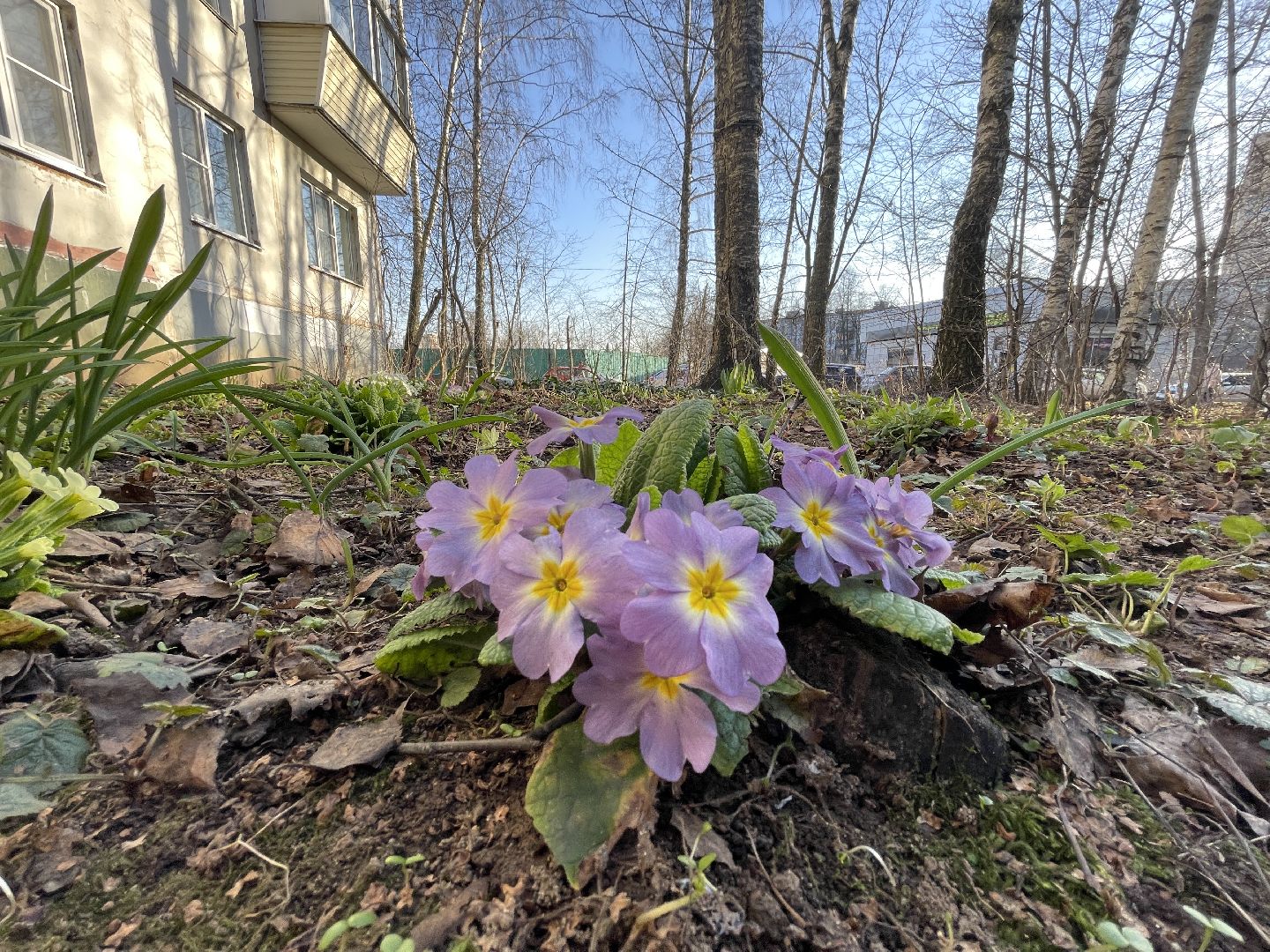 Весна, Одинцово, цветы, благоустройство, соседи, двор,