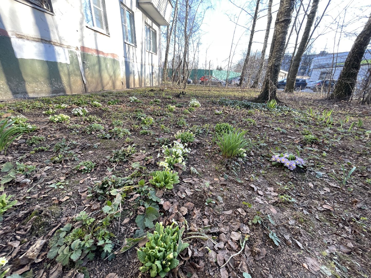 Весна, Одинцово, цветы, благоустройство, соседи, двор,