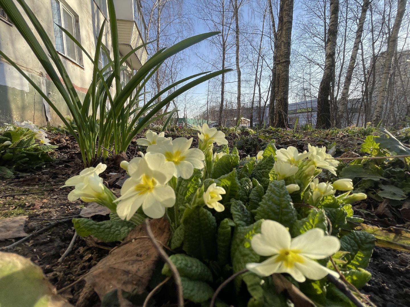 Весна, Одинцово, цветы, благоустройство, соседи, двор,