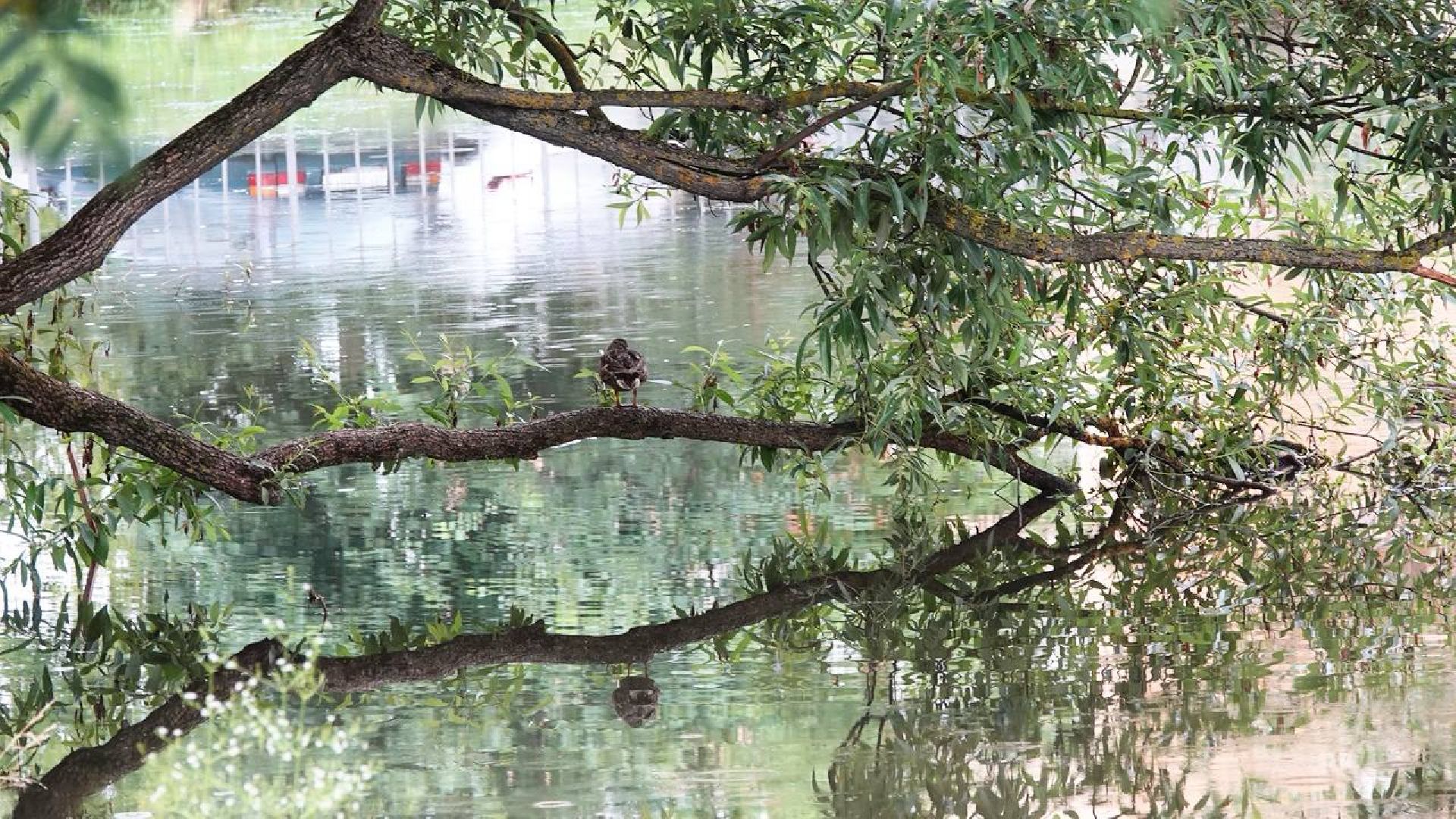Экология, Министерство экологии МО,Утки, Сергиев Посад, Ветеринарная служба,