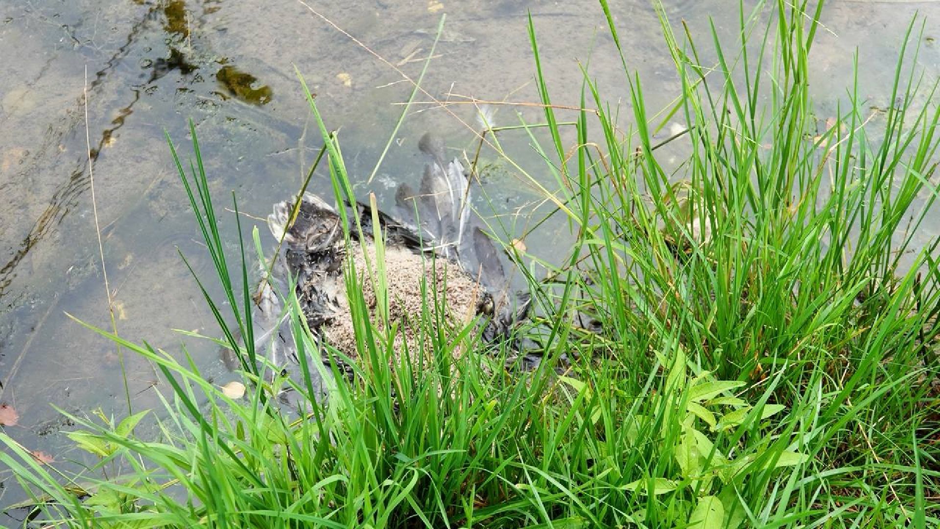 Экология, Министерство экологии МО,Утки, Сергиев Посад, Ветеринарная служба,