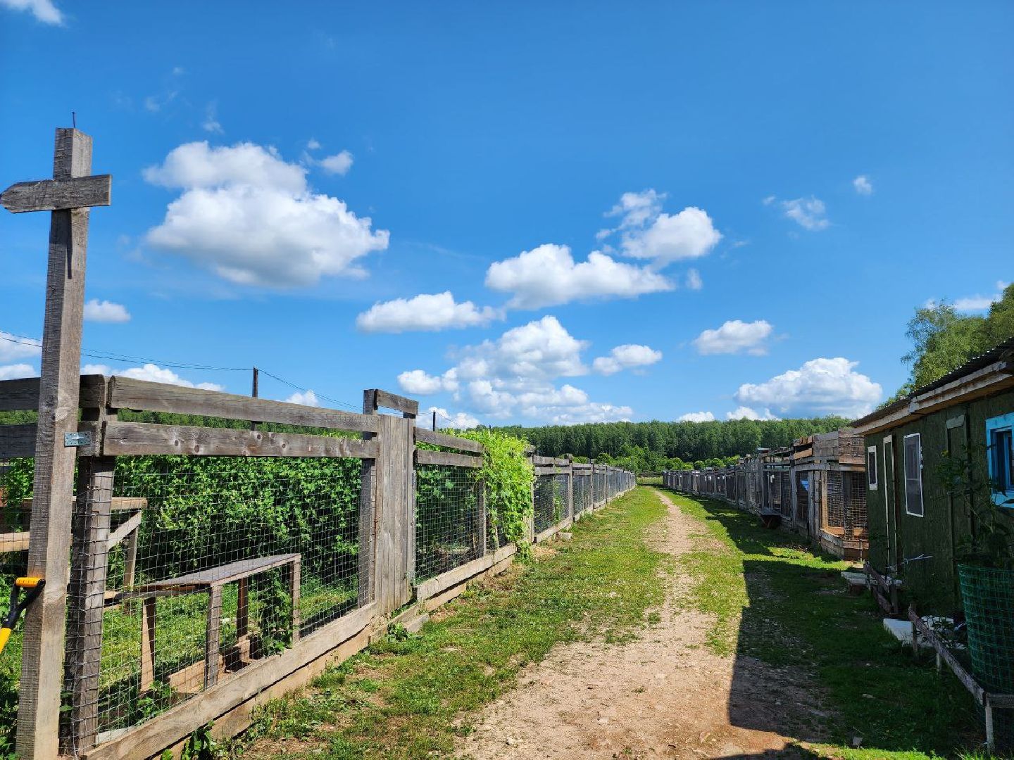 можайск, можайский городской округ, подмосковье, приют для животных, бездомные собаки, животные, ищут дом, бездомные животные,