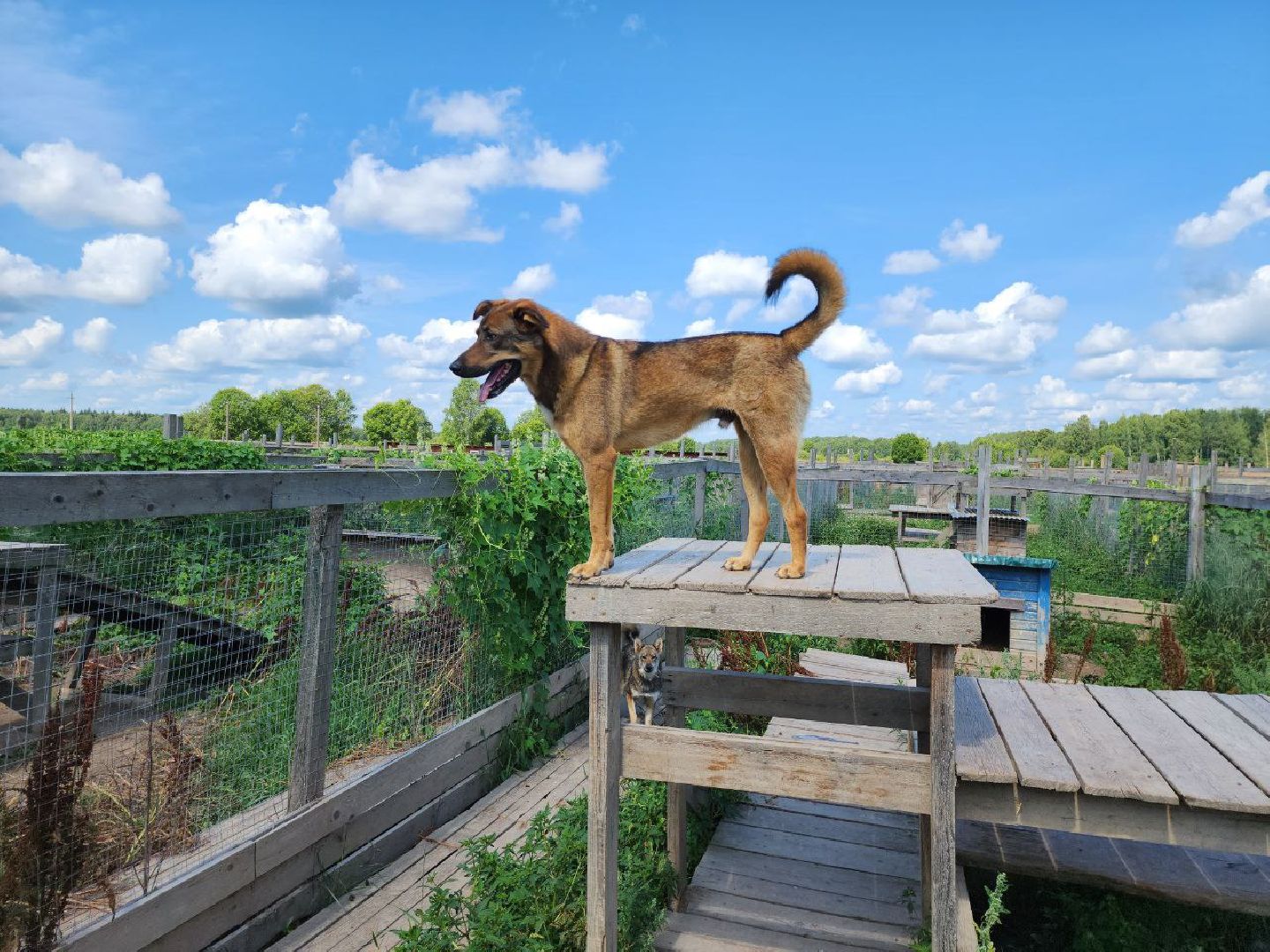 можайск, можайский городской округ, подмосковье, приют для животных, бездомные собаки, животные, ищут дом, бездомные животные,