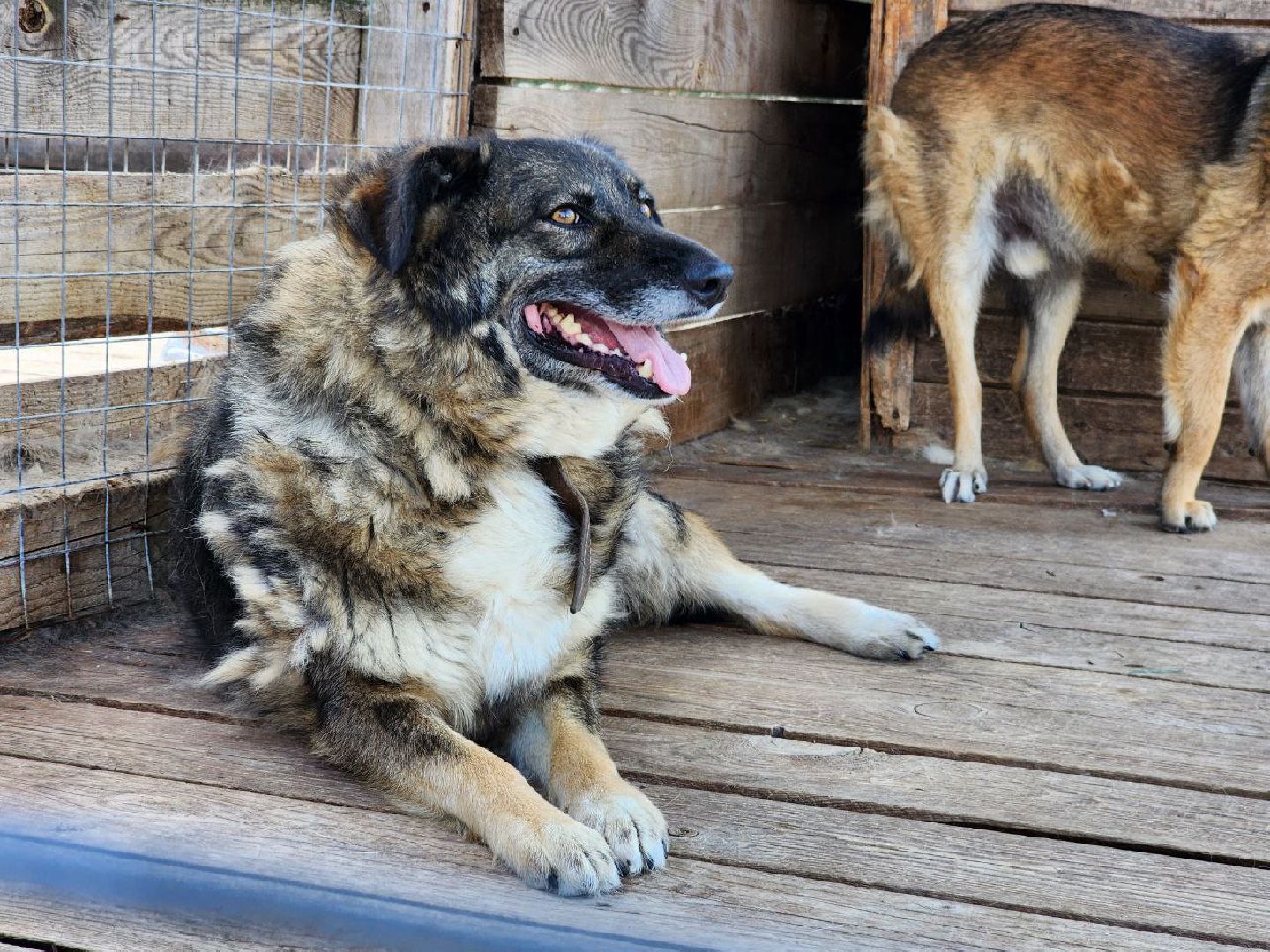 можайск, можайский городской округ, подмосковье, приют для животных, бездомные собаки, животные, ищут дом, бездомные животные,