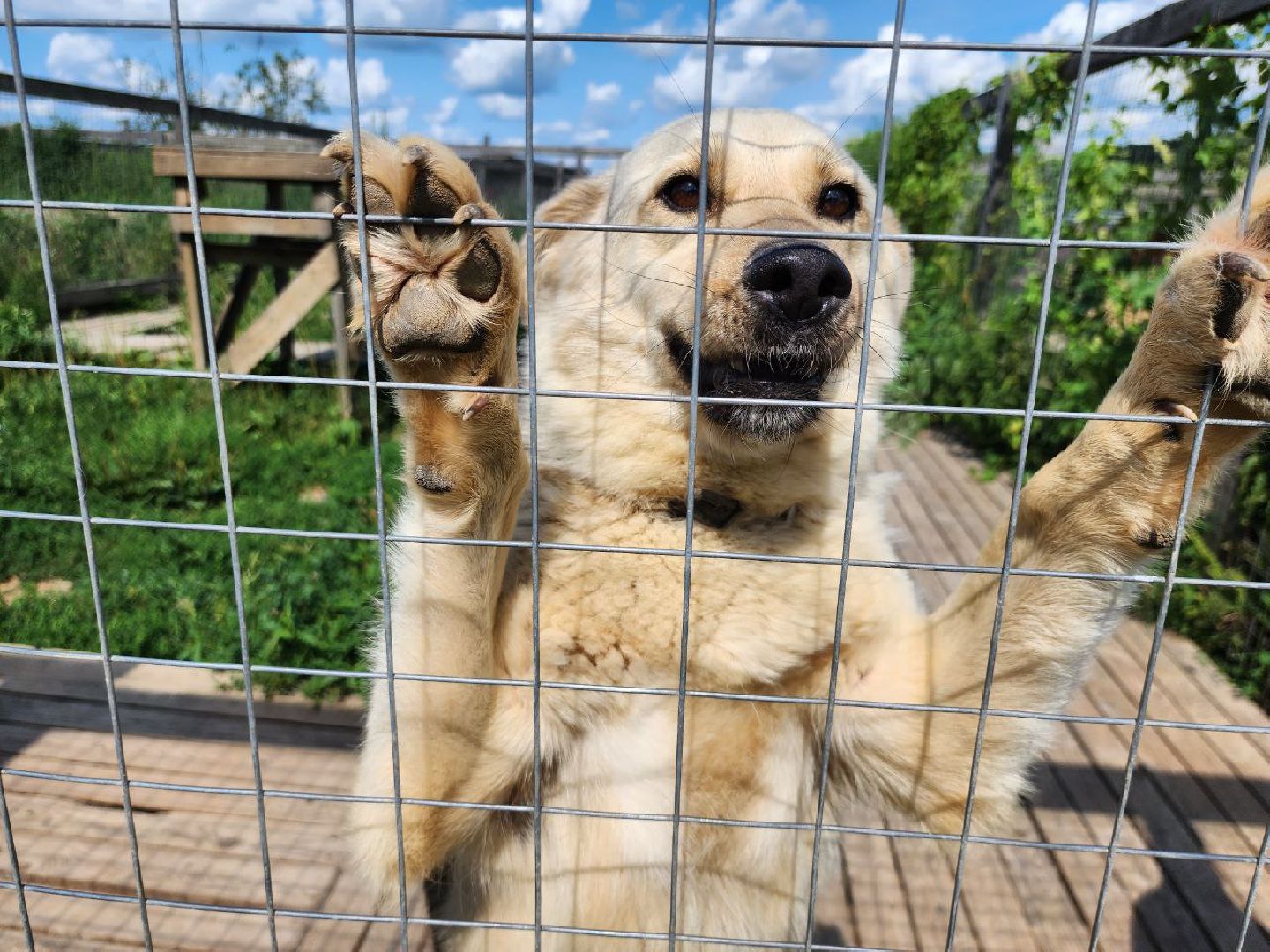 можайск, можайский городской округ, подмосковье, приют для животных, бездомные собаки, животные, ищут дом, бездомные животные,