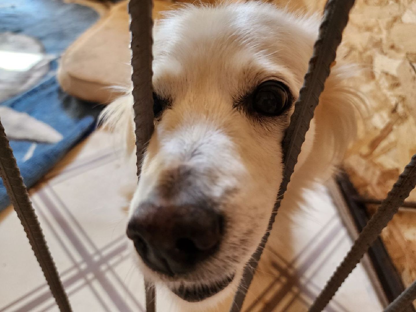 можайск, можайский городской округ, подмосковье, приют для животных, бездомные собаки, животные, ищут дом, бездомные животные,