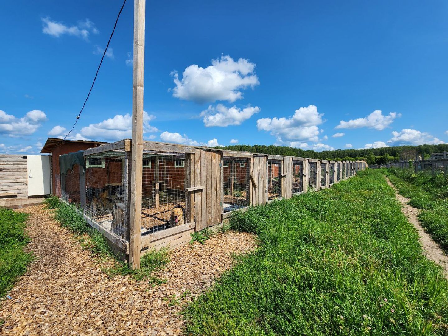 можайск, можайский городской округ, подмосковье, приют для животных, бездомные собаки, животные, ищут дом, бездомные животные,