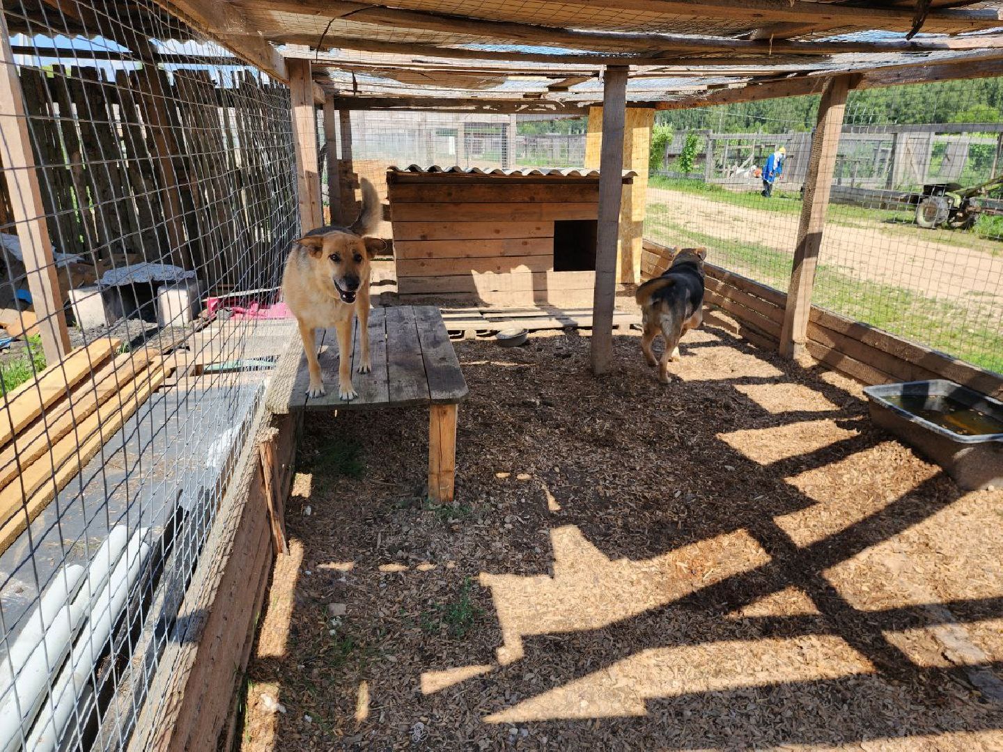 можайск, можайский городской округ, подмосковье, приют для животных, бездомные собаки, животные, ищут дом, бездомные животные,