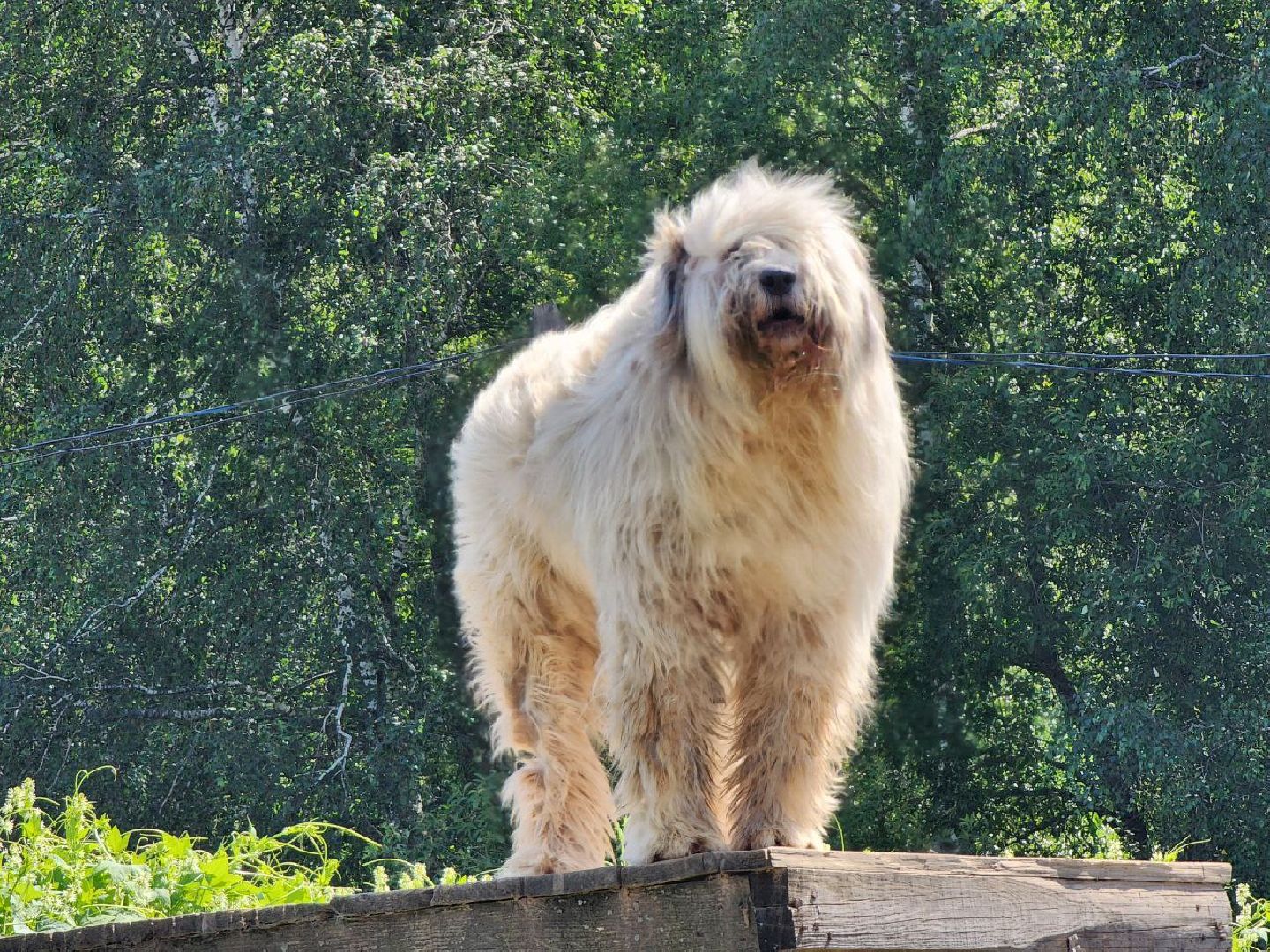 можайск, можайский городской округ, подмосковье, приют для животных, бездомные собаки, животные, ищут дом, бездомные животные,