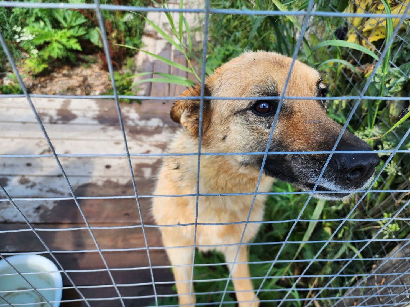 можайск, можайский городской округ, подмосковье, приют для животных, бездомные собаки, животные, ищут дом, бездомные животные,