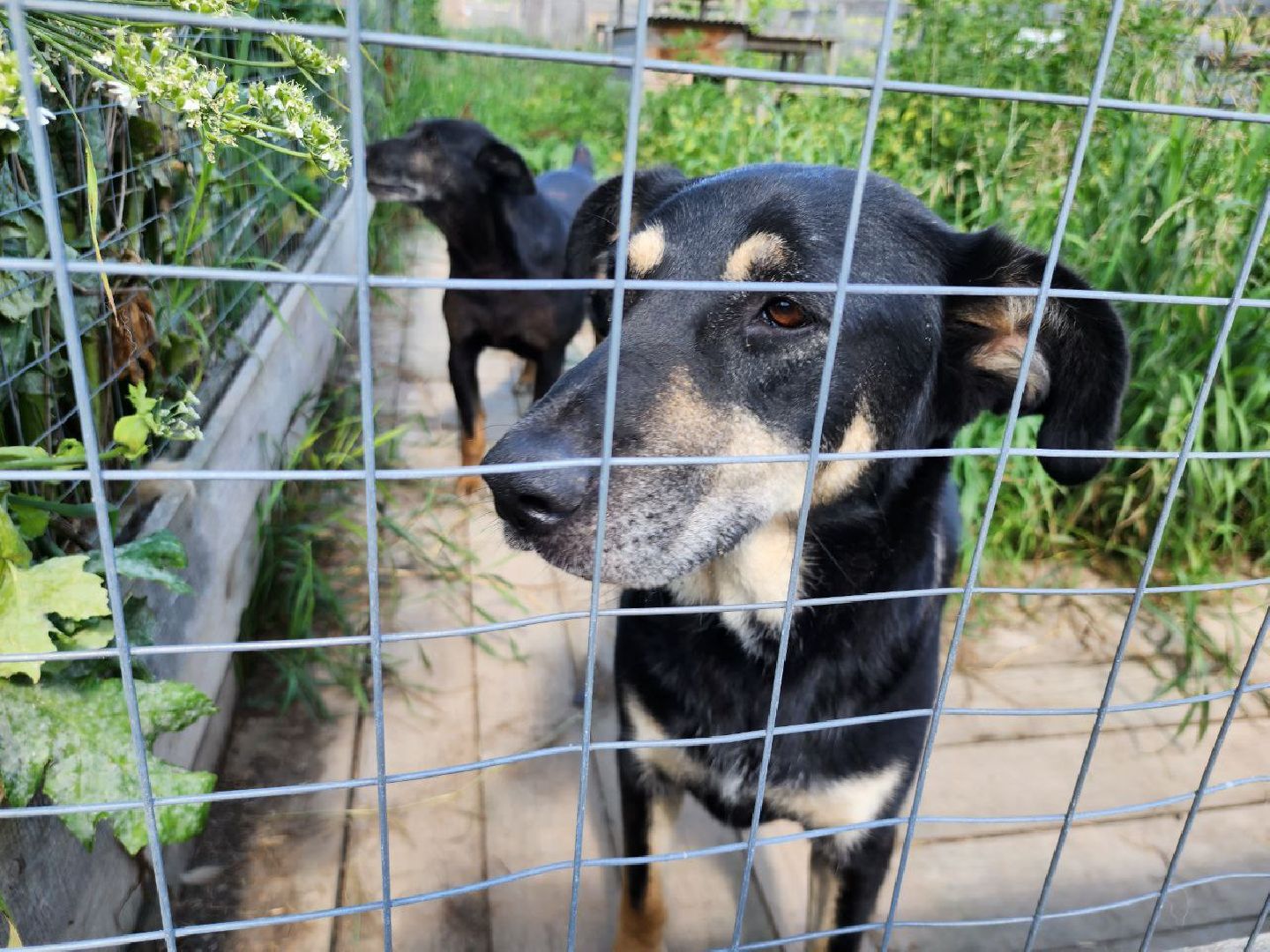 можайск, можайский городской округ, подмосковье, приют для животных, бездомные собаки, животные, ищут дом, бездомные животные,