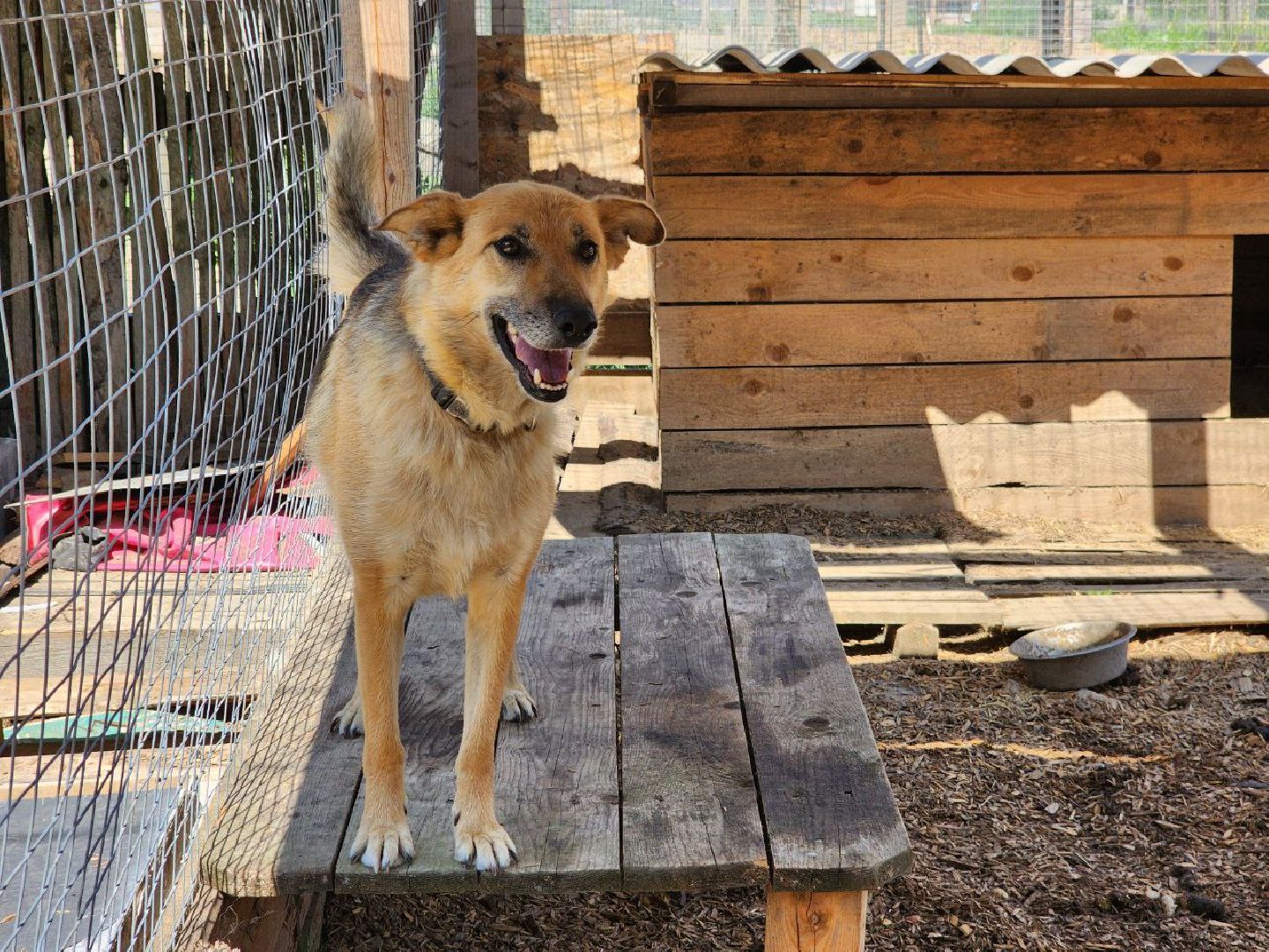 можайск, можайский городской округ, подмосковье, приют для животных, бездомные собаки, животные, ищут дом, бездомные животные,