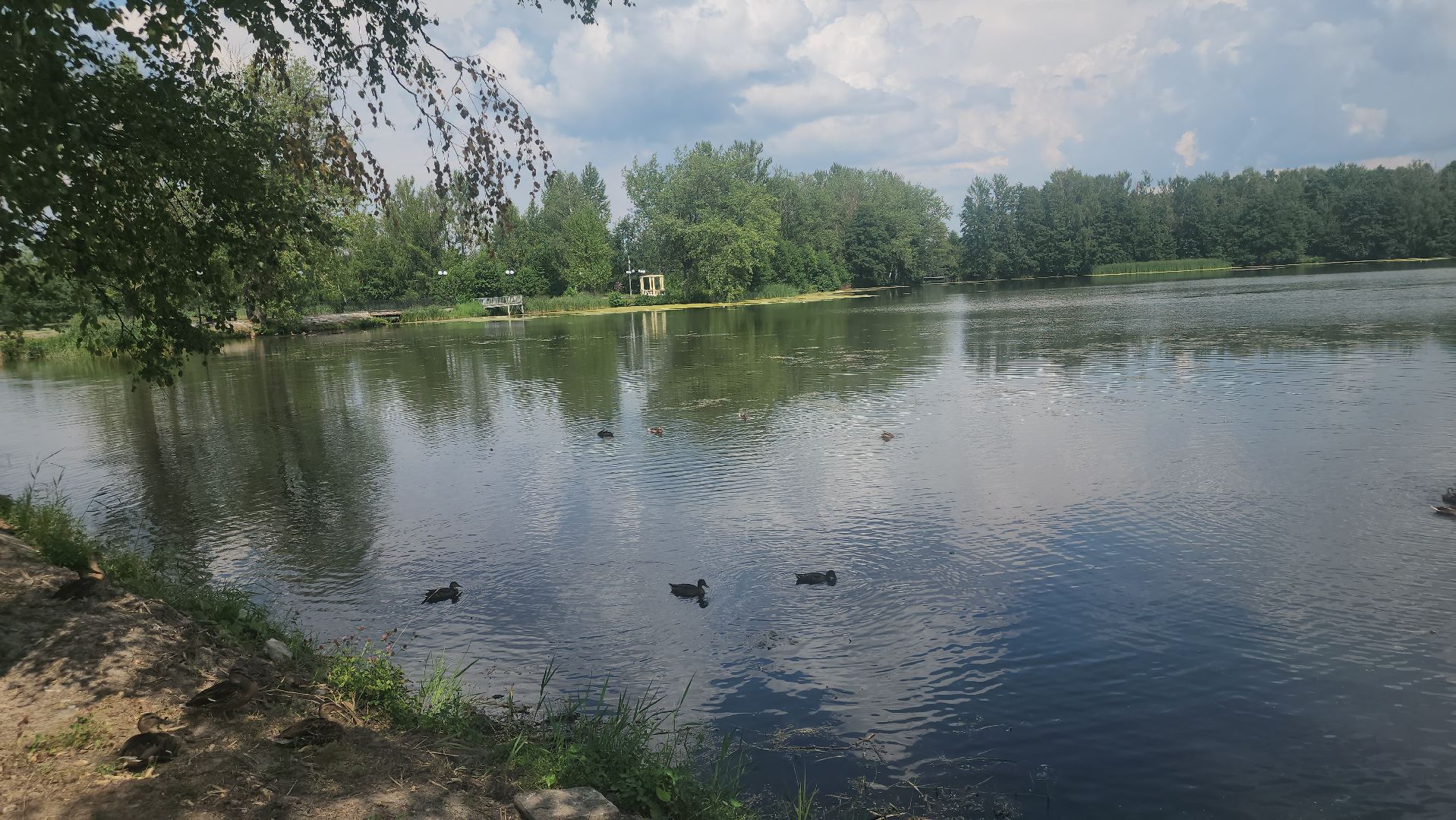 Электрогорск, Городской округ Павловский Посад, Красная книга, Цветок, Растения, Экология,