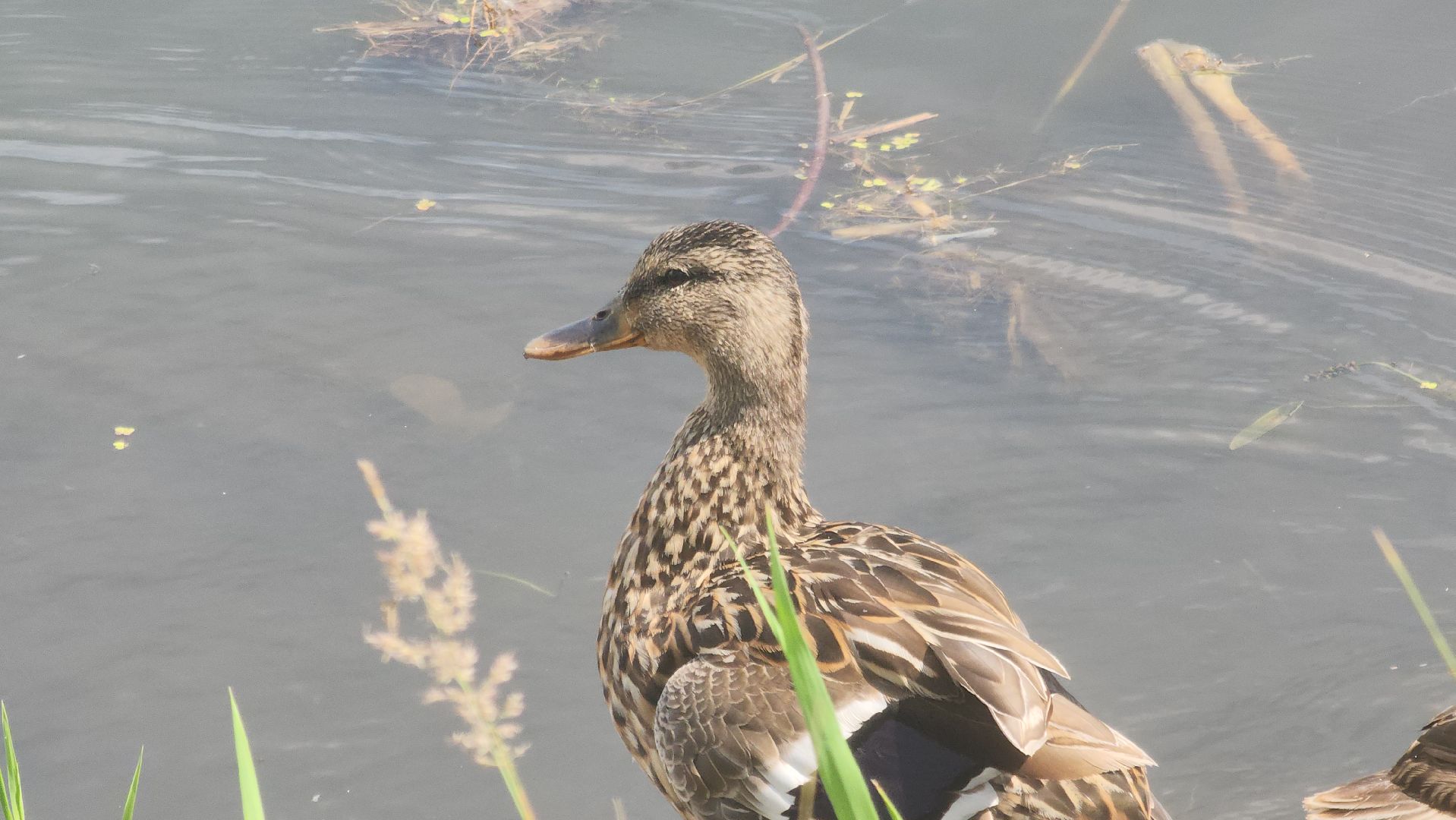 Электрогорск, Городской округ Павловский Посад, Красная книга, Цветок, Растения, Экология,