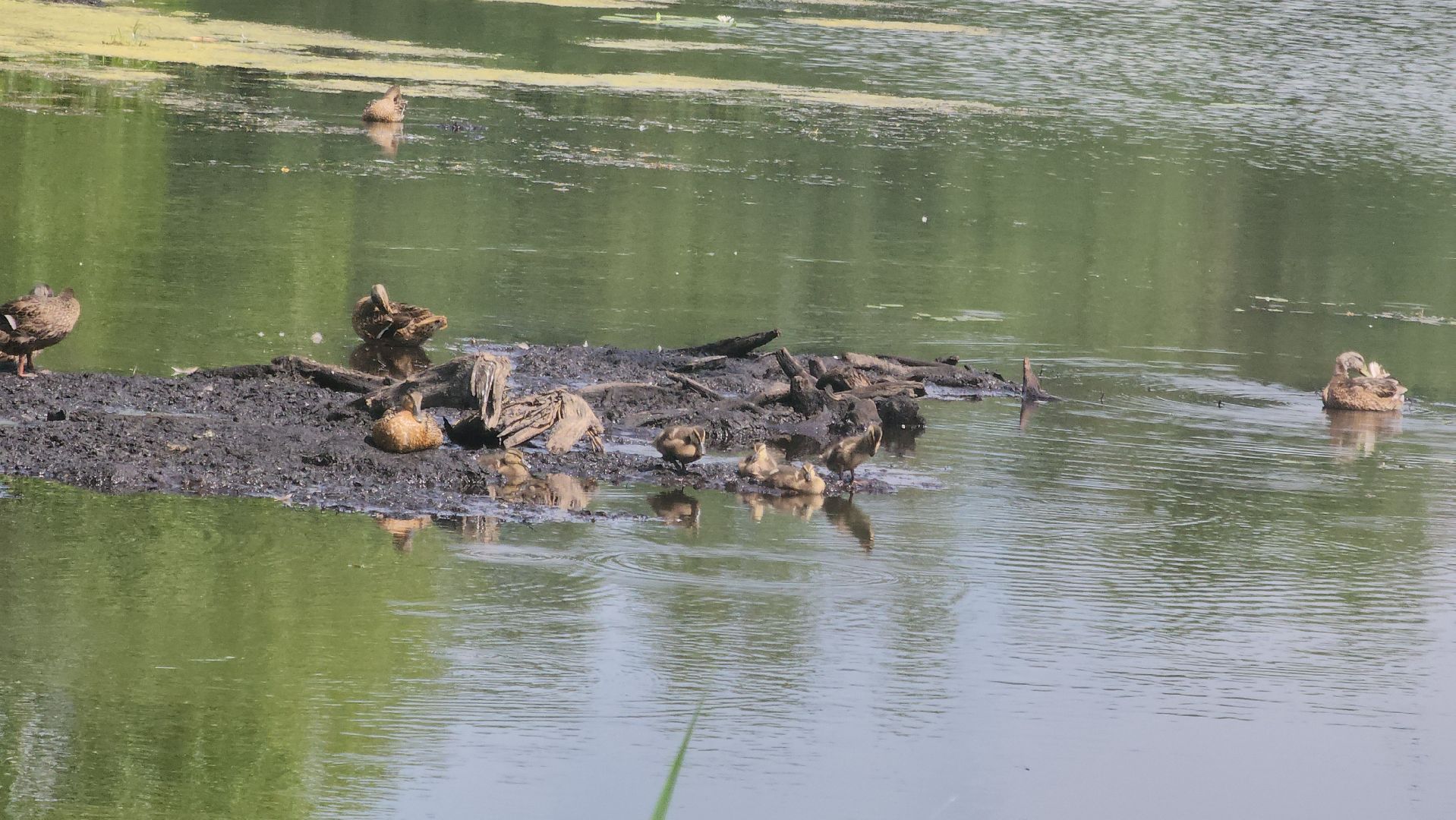 Электрогорск, Городской округ Павловский Посад, Красная книга, Цветок, Растения, Экология,