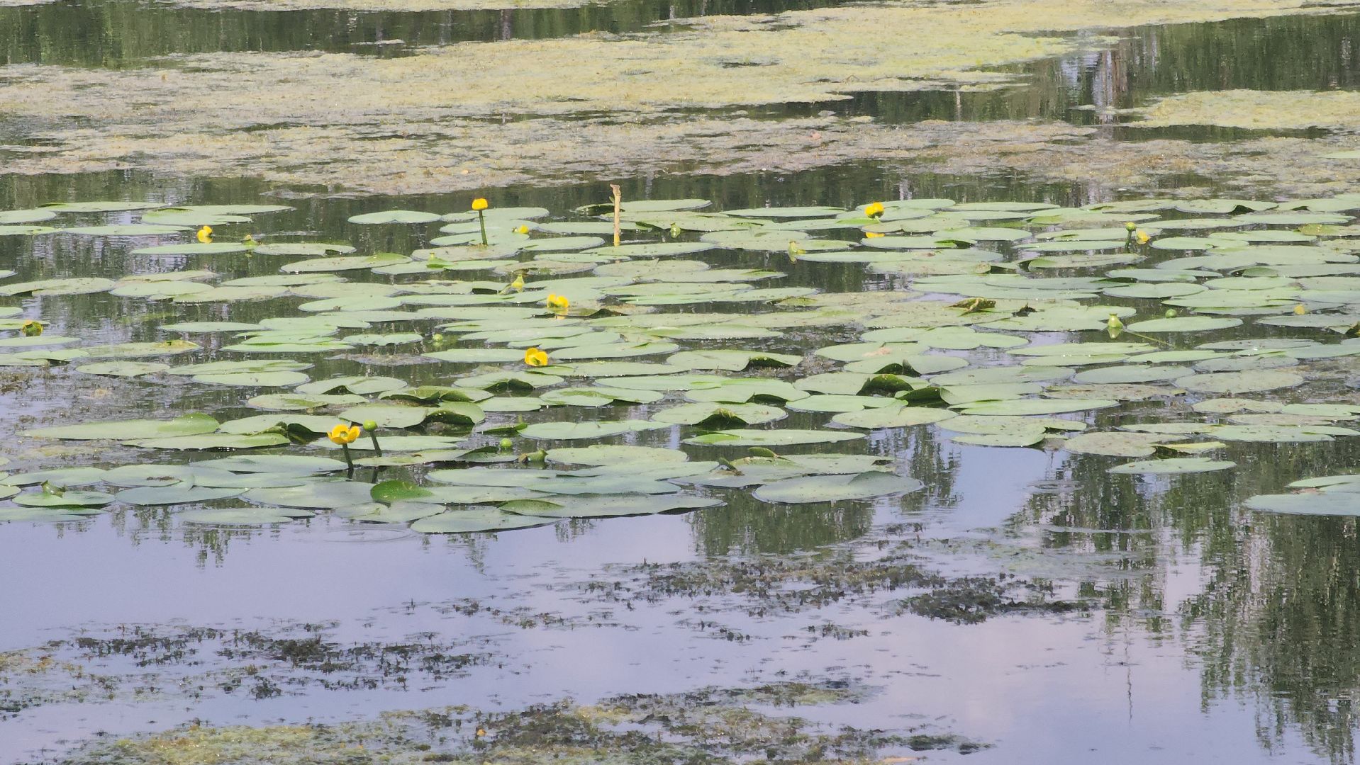 Электрогорск, Городской округ Павловский Посад, Красная книга, Цветок, Растения, Экология,