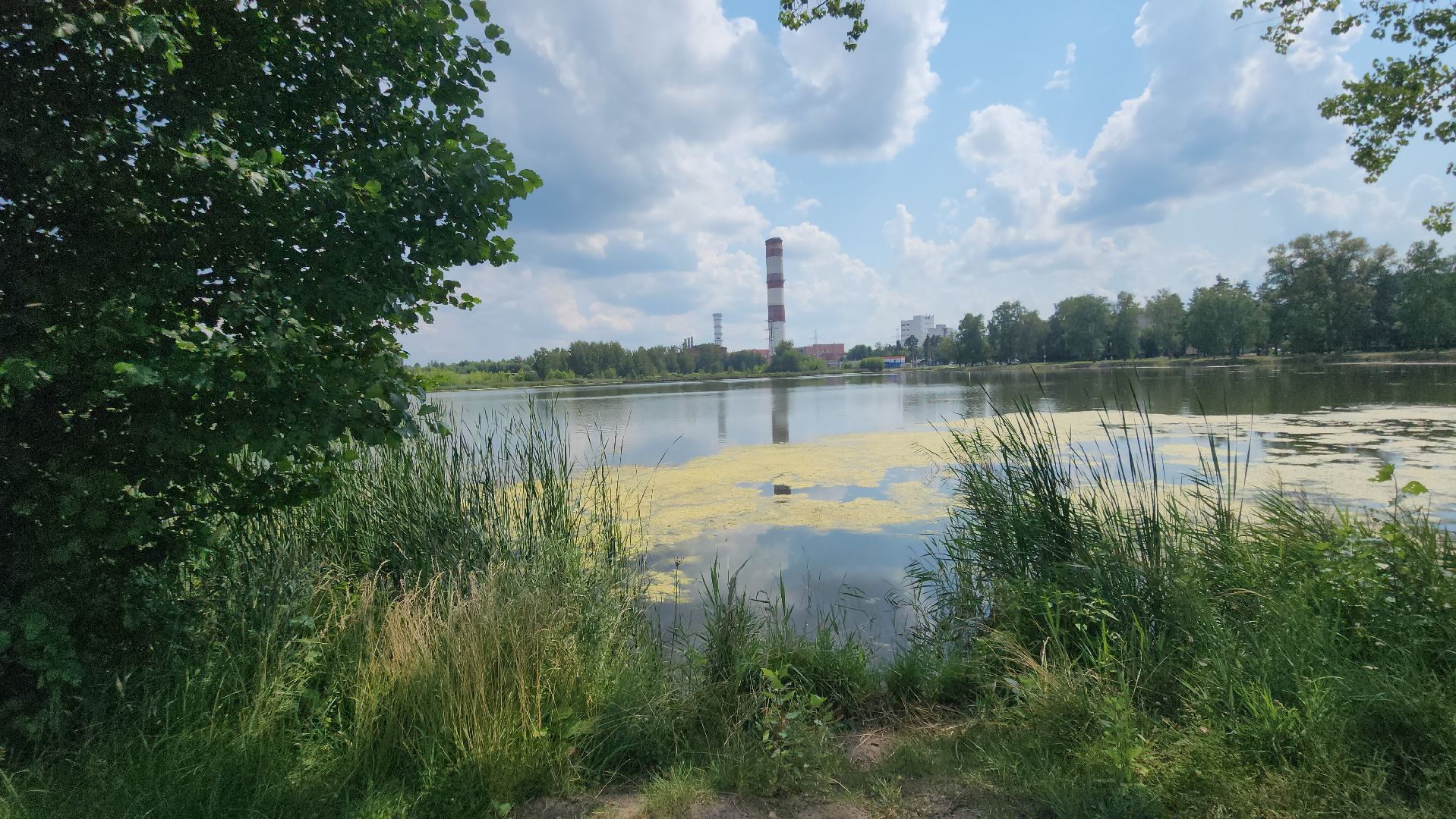 Электрогорск, Городской округ Павловский Посад, Красная книга, Цветок, Растения, Экология,