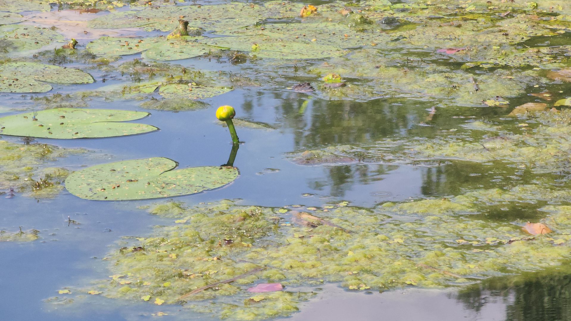 Электрогорск, Городской округ Павловский Посад, Красная книга, Цветок, Растения, Экология,