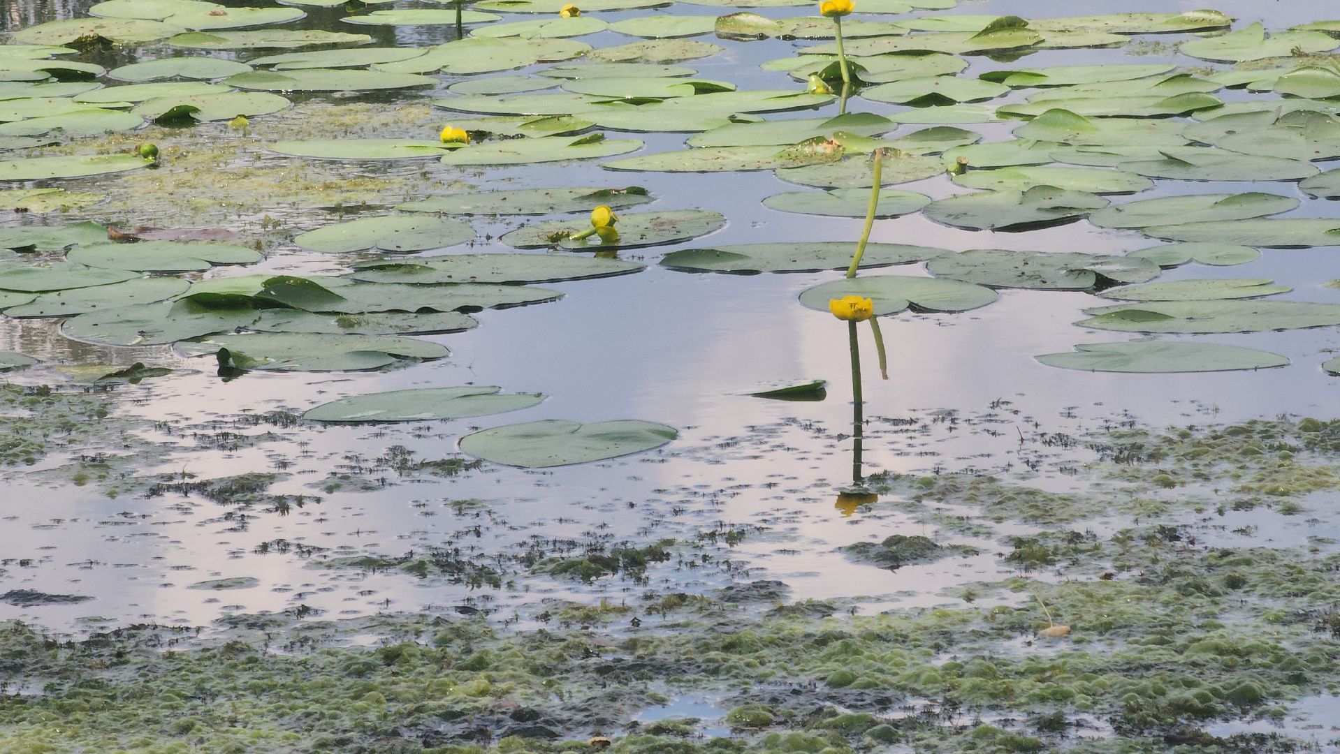 Электрогорск, Городской округ Павловский Посад, Красная книга, Цветок, Растения, Экология,