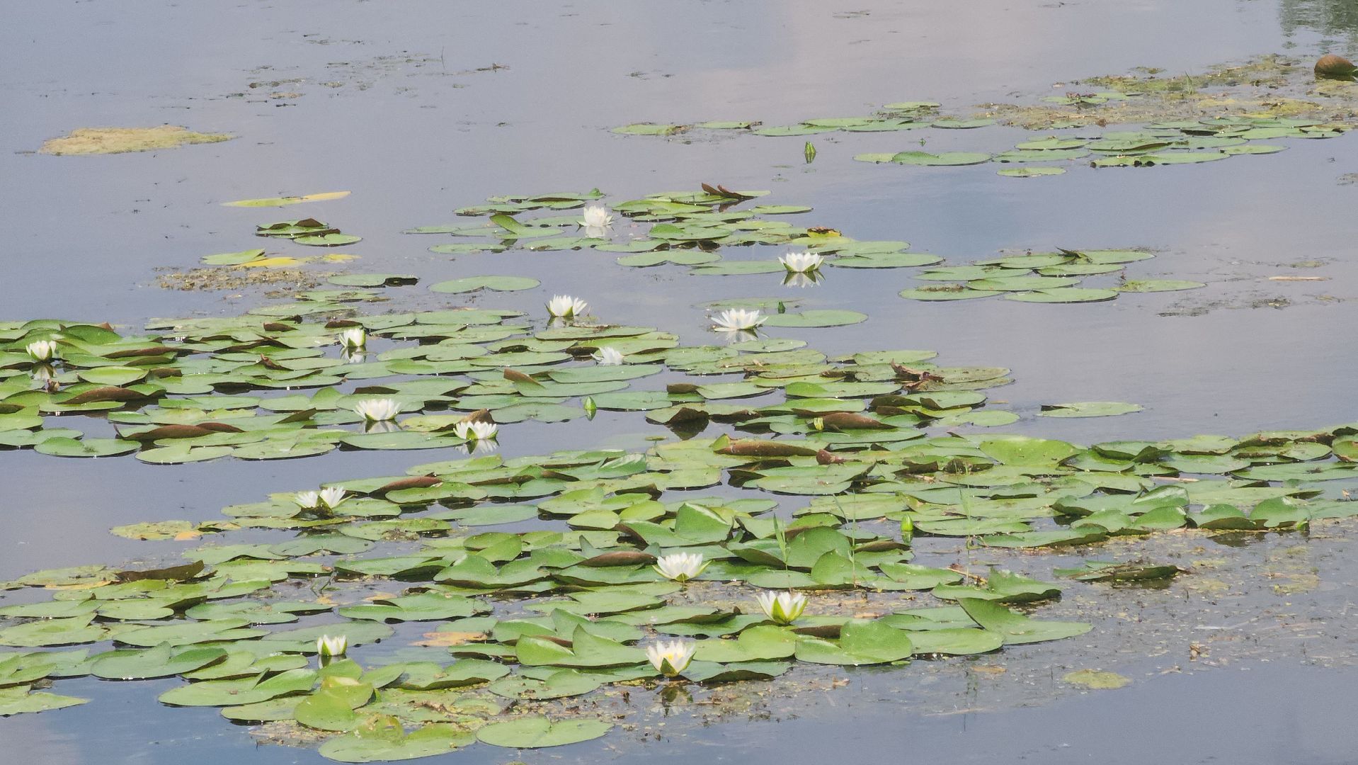 Электрогорск, Городской округ Павловский Посад, Красная книга, Цветок, Растения, Экология,