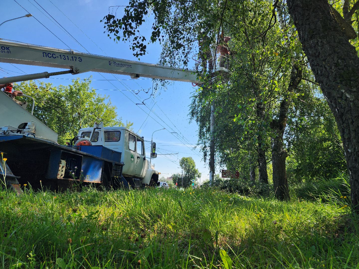 Опиловка деревьев, Подольск, Муниципальное предприятие благоустройства, Березы,