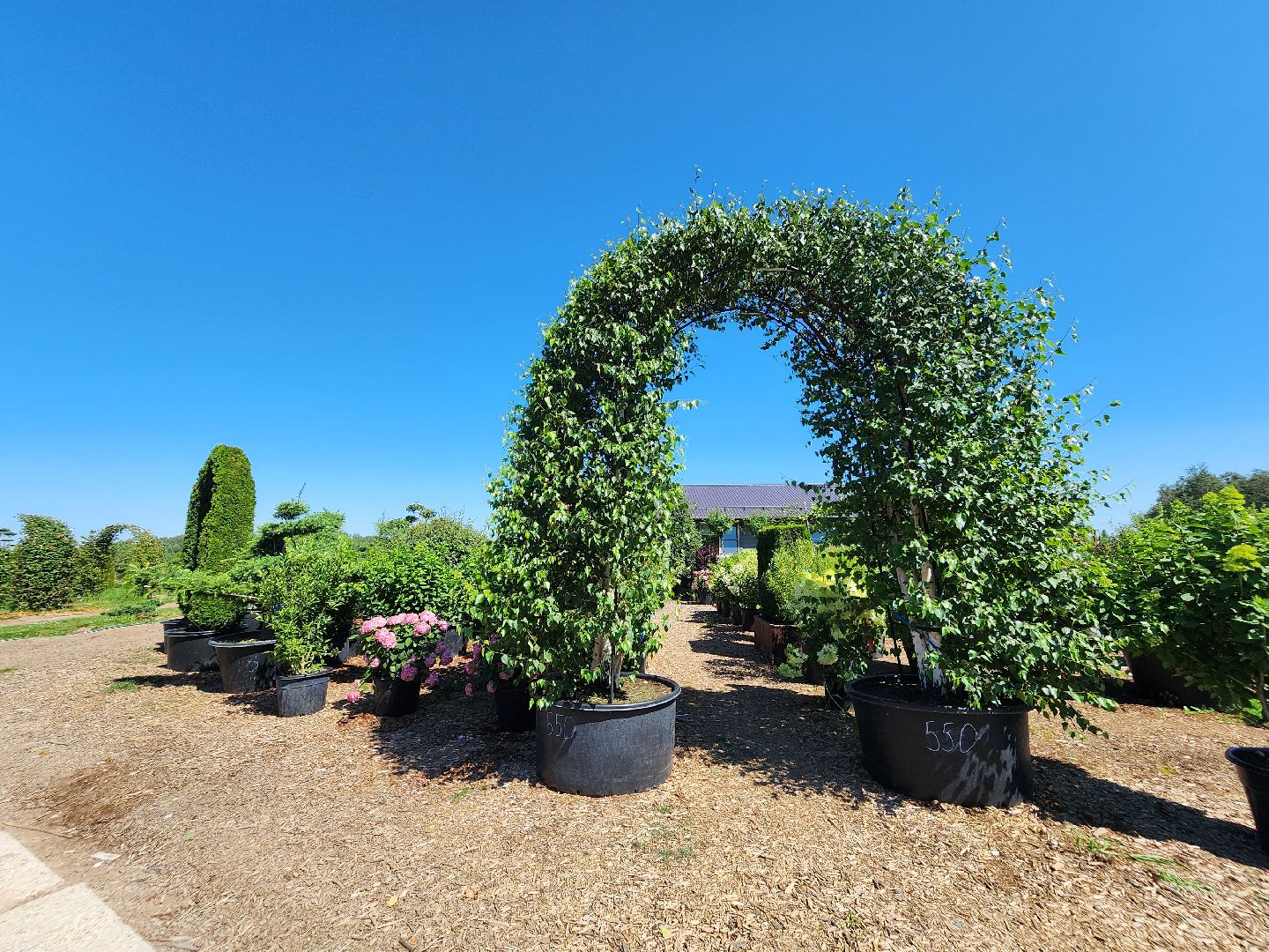 волоколамск, работа, растения,