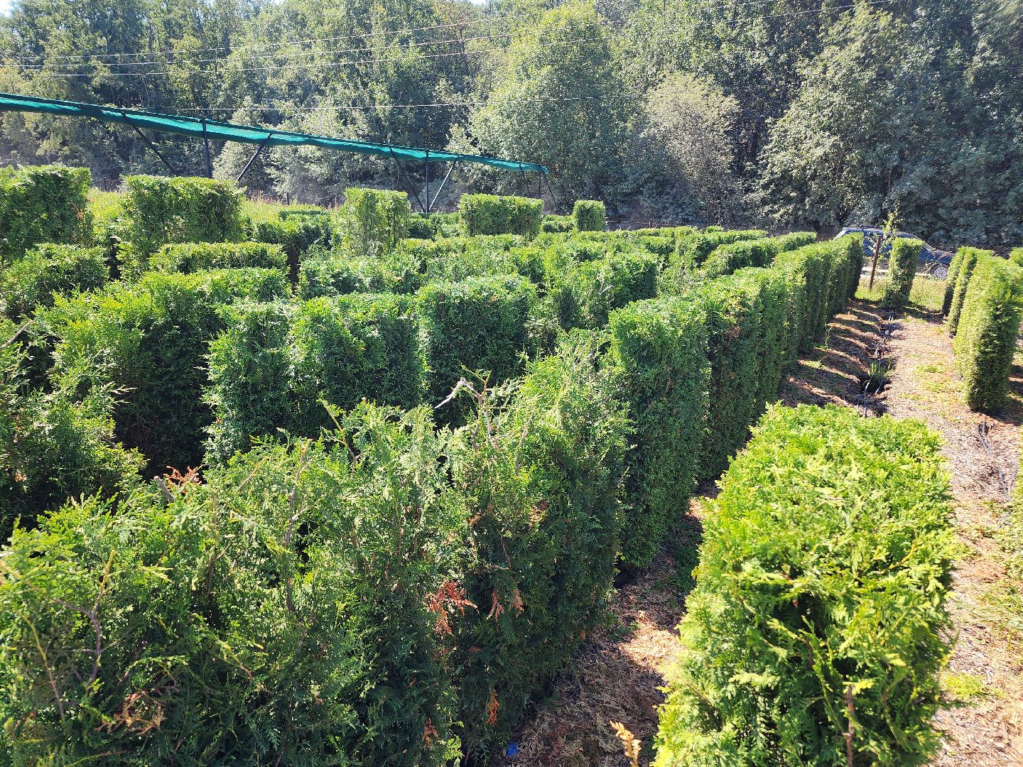 волоколамск, работа, растения,