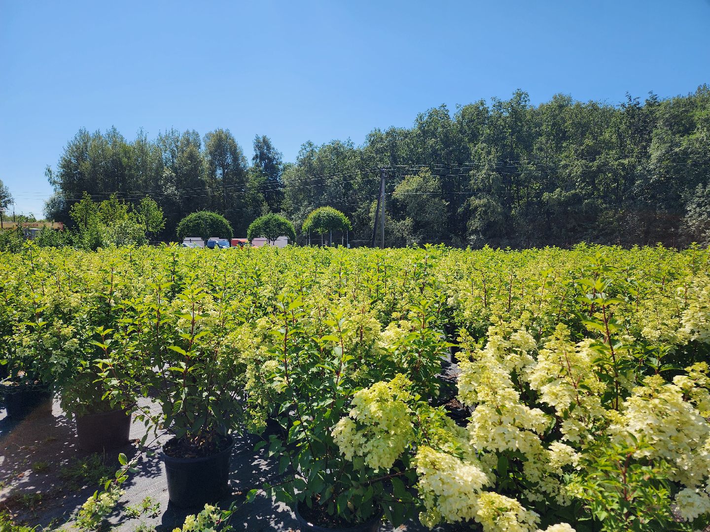 волоколамск, работа, растения,