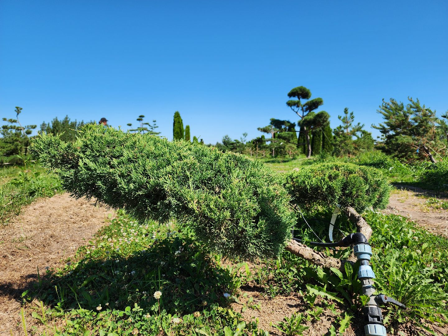 волоколамск, работа, растения,