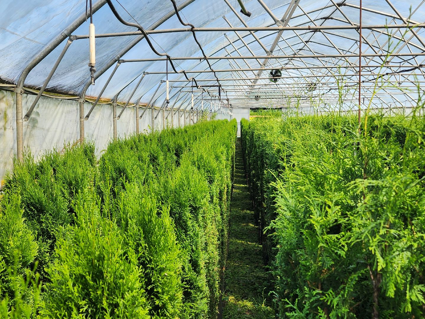 волоколамск, работа, растения,