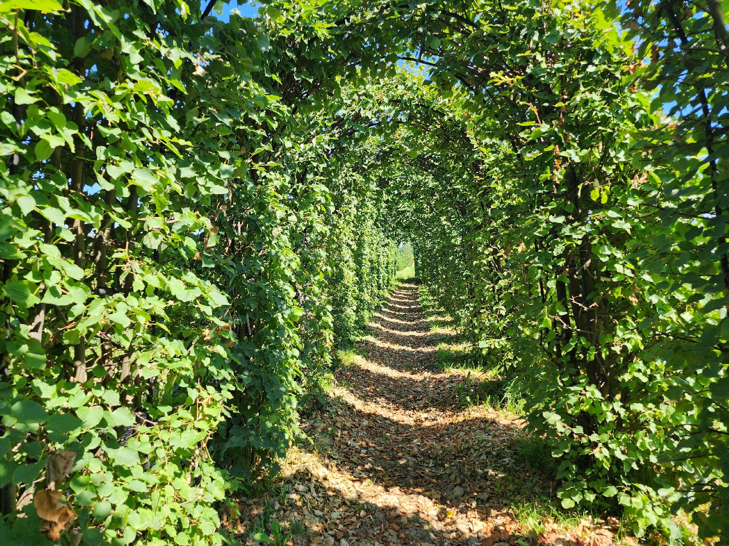 волоколамск, работа, растения,
