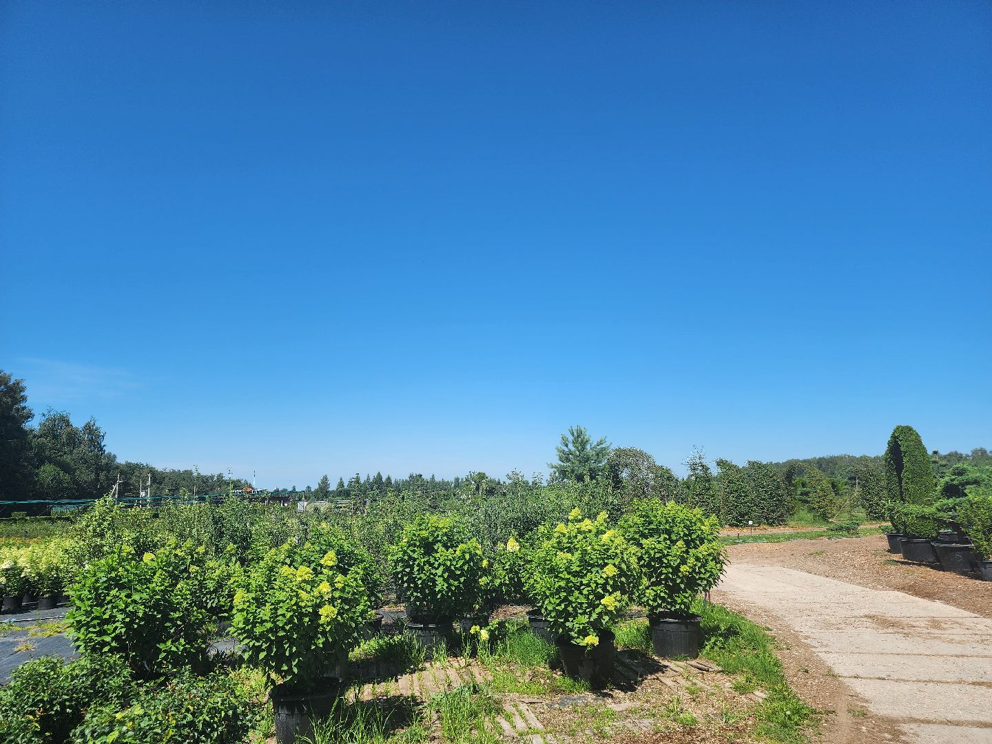 волоколамск, работа, растения,