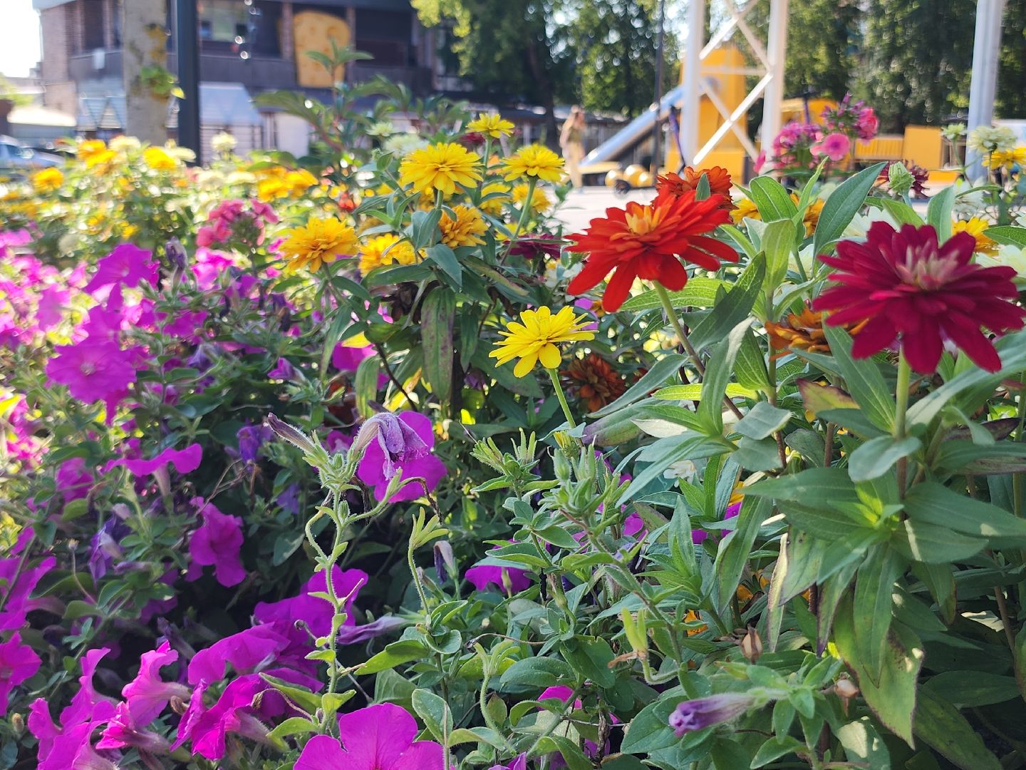 цветы, благоустройство, цветники, клумбы,